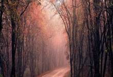 手机上怎么交易股票:股市加杠杆-家电三巨头半年考：格力独木难支 海尔美的多元破局